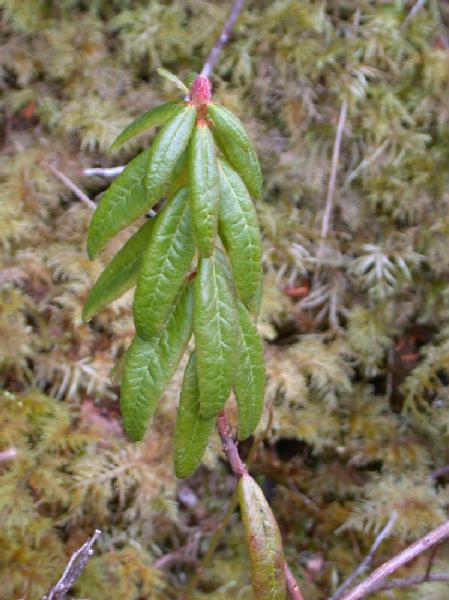 02-28 Labrador Tea (Ledum groenlandicum) (51099 bytes)