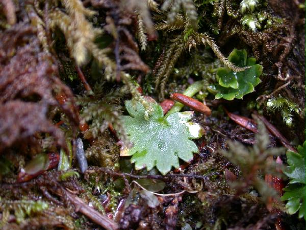 02-28 Unidentified Saxifrage (66333 bytes)