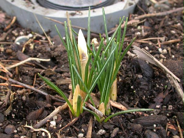 03-02 Crocus with buds (69791 bytes)