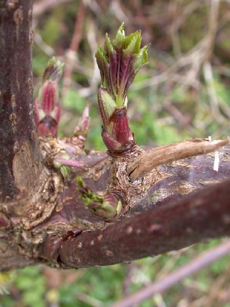 03-02 Elderberry Buds (Sambucus racemosa) (47344 bytes)