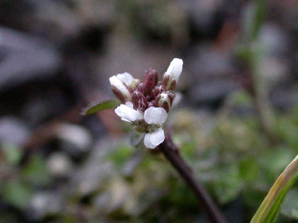 Little Western Bittercress Flowers (Cardamine oligosperma) (34017 bytes)