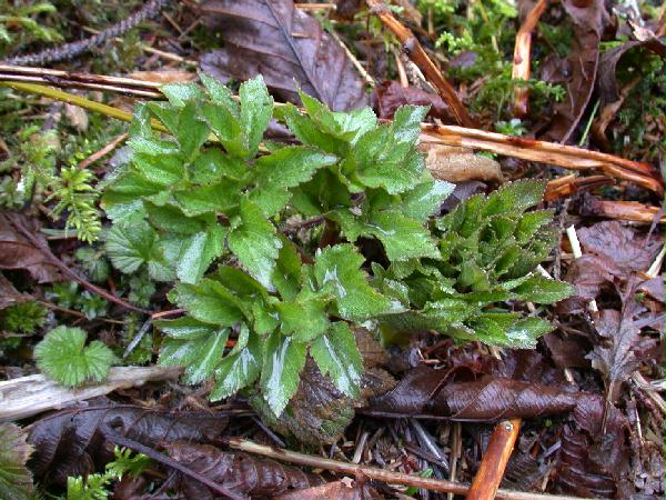 03-15 Unidentified Parsley 1 (82950 bytes)