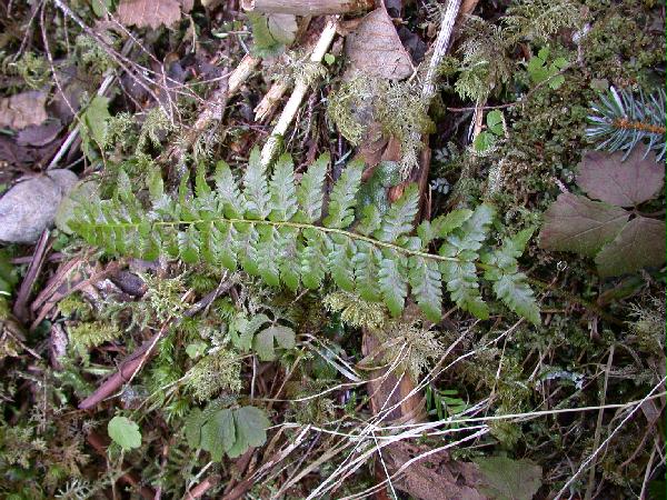 03-20 Unidentified Fern 1 (101598 bytes)