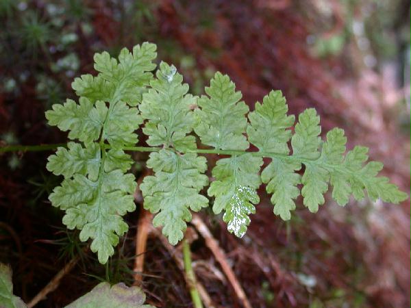 03-20 Unidentified Fern 2 (44971 bytes)