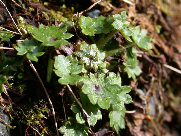 03-20 Unidentified ? Saxifrage 1 (67405 bytes)