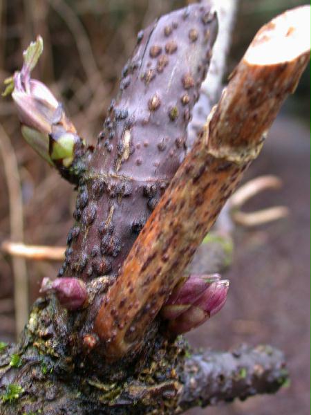 Elderberry Buds (Sambucus racemosa) (45549 bytes)