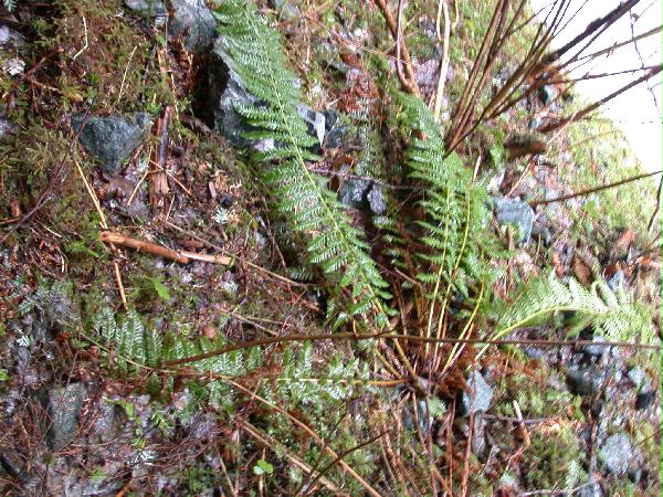 ? Prickly Shield-fern (Polystichum braunii) (107997 bytes)