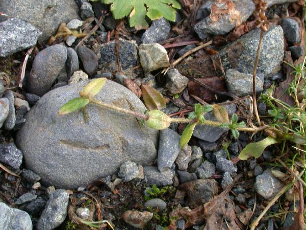 02-10 Unidentified Plant 2 leaves, stalk (73799 bytes)