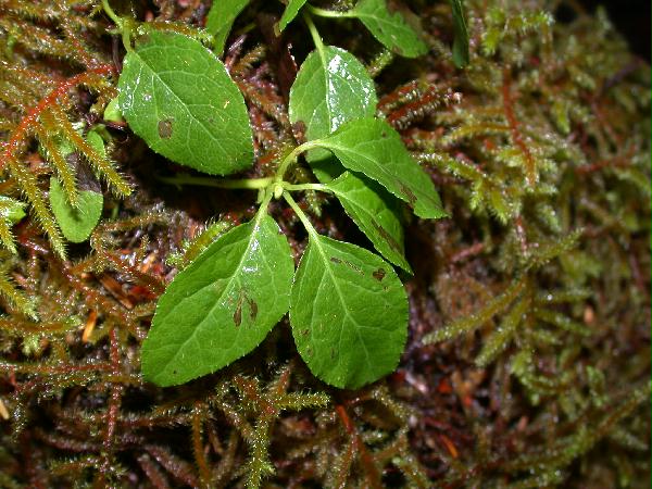 02-21 One-sided Wintergreen <i>(Orthilia secunda)</i> (71045 bytes)