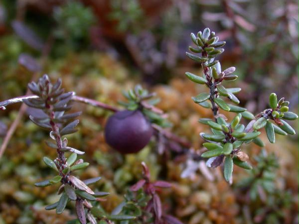 02-26 Crowberry (Empetrum nigrum) (39793 bytes)