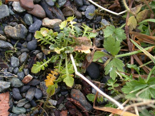 American Wintercress (Barbarea orthoceras) (74511 bytes)