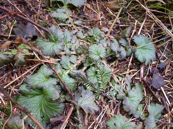 Larve-Leaved Avens (Geum macrophyllum) (103359 bytes)