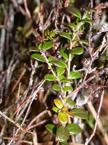 Lingonberry (Vaccinium vitis-idaea) (65634 bytes)