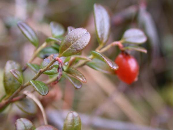 Lingonberry w/ berry (Vaccinium vitis-idaea) (27378 bytes)