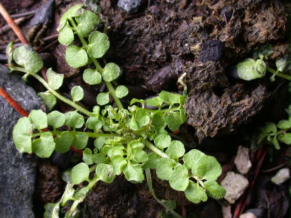 Little Western Bittercress (Cardamine oligosperma) (71070 bytes)