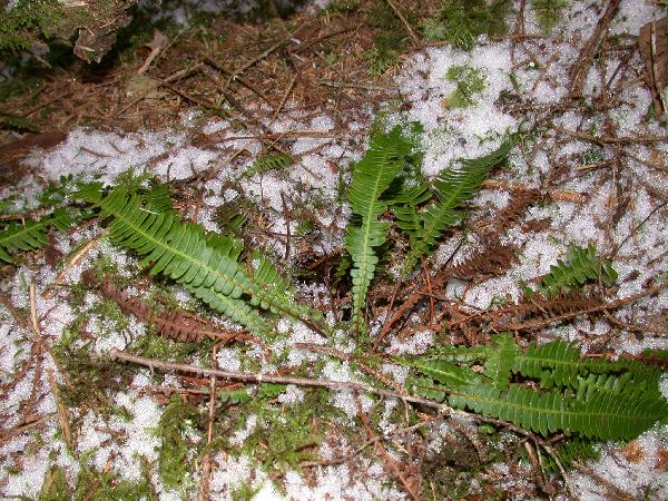 Deer Fern (Blechnum spicant) (109467 bytes)