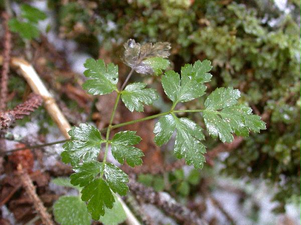 Fern-leaved Goldthread (Coptis asplenifolia) (56771 bytes)