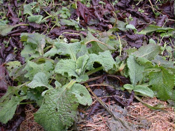 Common Foxglove (Digitalis purpurea) (88675 bytes)