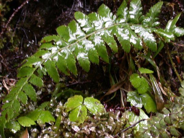 Holly-fern (Polystichum lonchitis) (66266 bytes)