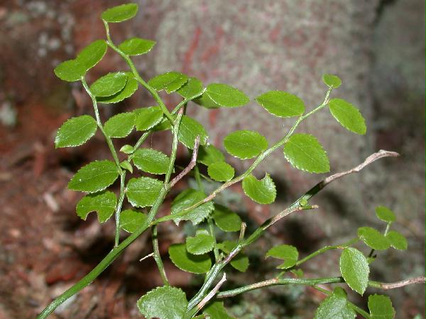 Unidentified Huckleberry (Vaccinium) (48222 bytes)