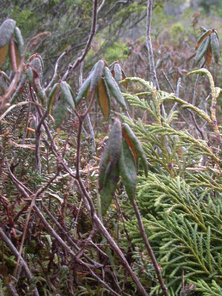 Labrador Tea (Ledum groenlandicum) (79238 bytes)