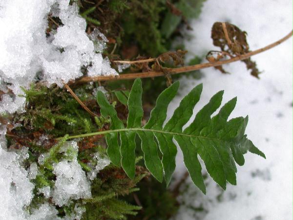 Licorice Fern (Polypodium glycyrrhiza) (49913 bytes)