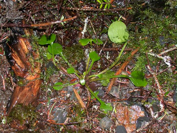 Siberian Miner's Lettuce (Claytonia sibirica) (118899 bytes)