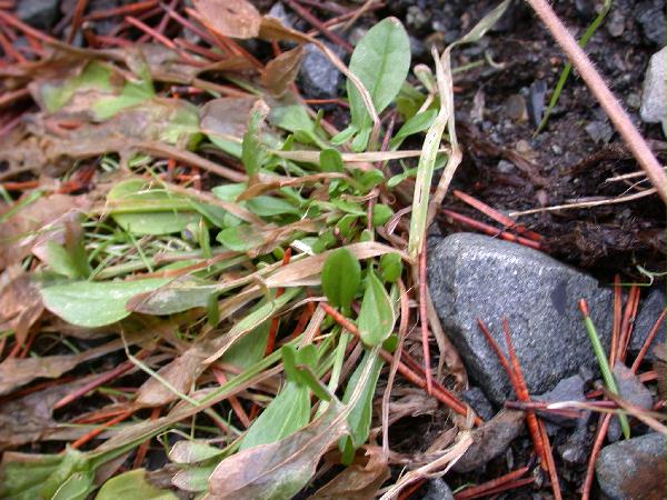 Sheep Sorrel (Rumex acetosella) (70619 bytes)