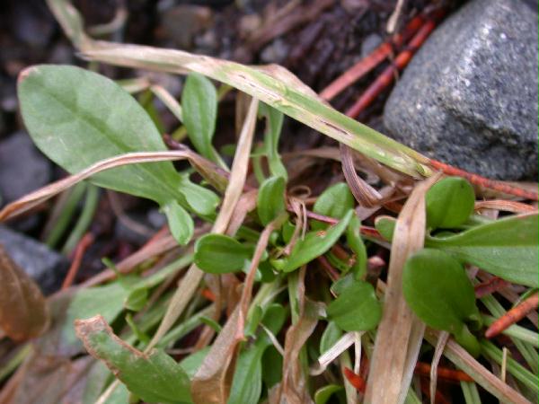 Sheep Sorrel leaves (Rumex acetosella) (47057 bytes)