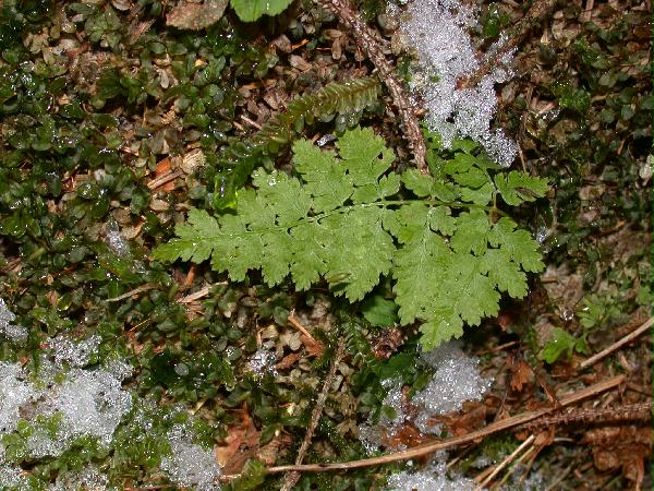 ?Shield Fern? (Dyopteris expansa) (97133 bytes)