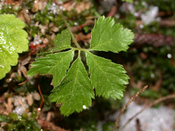 Trailing Raspberry (Rubus pedatus) (47609 bytes)