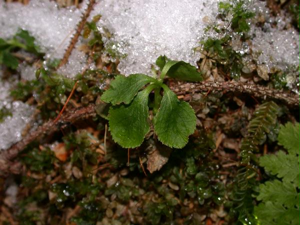 Single Delight (Pyrola uniflora) (54380 bytes)