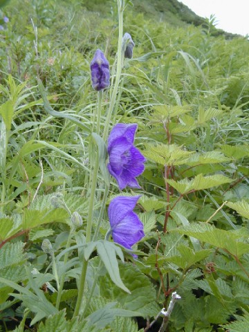 7-23monkshood2.jpg