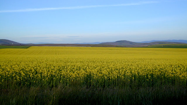 Canola Field (51626 bytes)