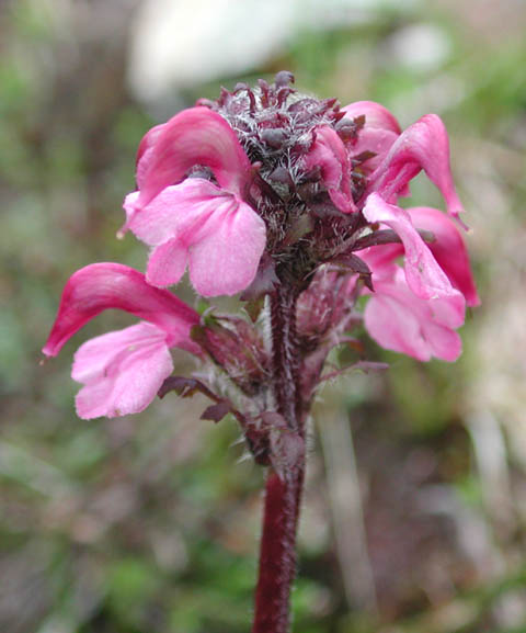 Bird's-Beak Lousewort (Pedicularis ornithorhyncha) (37891 bytes)