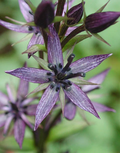 Alpine Bog Swertia II <EM class=sciname>Swertia perennis</EM> (43666 bytes)