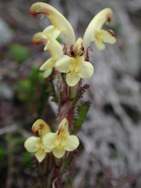 Oeder's Lousewort (Pedicularis oederi) (30719 bytes)