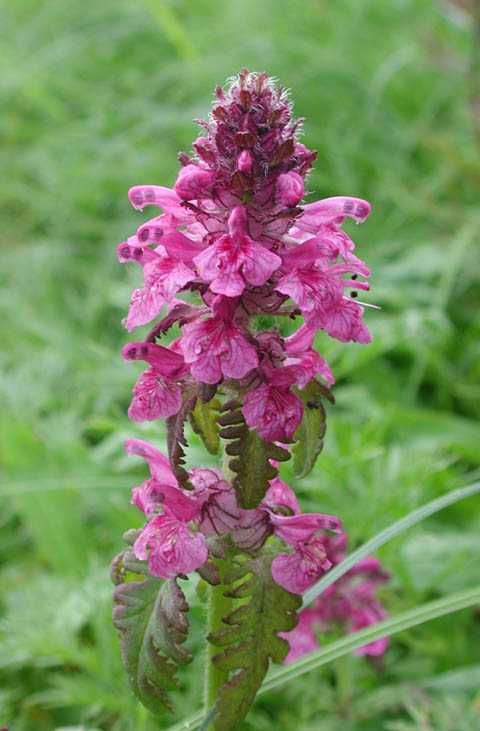 Whorled Lousewort (Pedicularis verticillata) (58114 bytes)