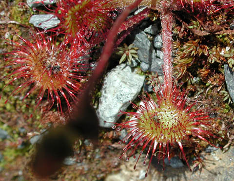 Round Leaved Sundew (<EM class=sciname>Drosera rotundifolia</EM>) (62742 bytes)