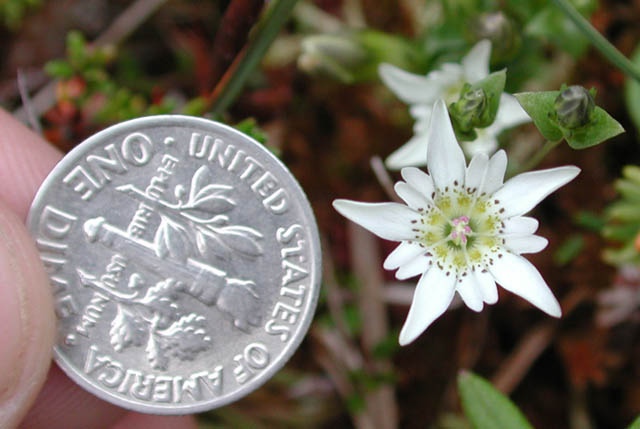 Swamp Gentian (41378 bytes)