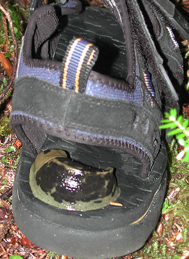 Southeast Alaska Orthopedic Footwear (55217 bytes)