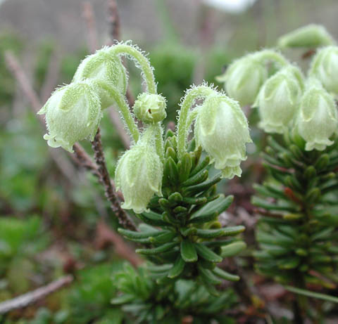 Yellow Mountain Heather (34446 bytes)