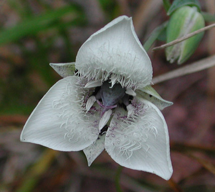 Mariposa Lily (41503 bytes)