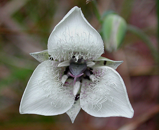 Mariposa Lily (61670 bytes)