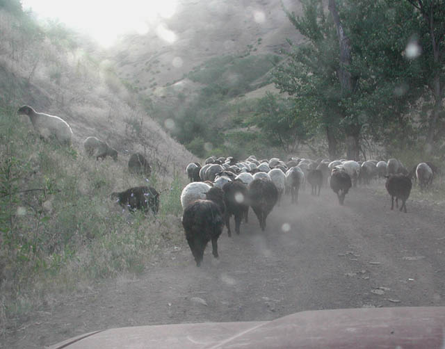 Early Morning Northeast Oregon Traffic Jam  (44588 bytes)