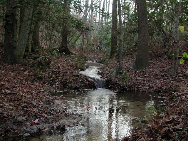 Small Stream (97495 bytes)