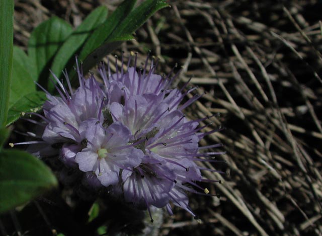 Ballhead Waterleaf --Hydrophyllum capitatum (66427 bytes)