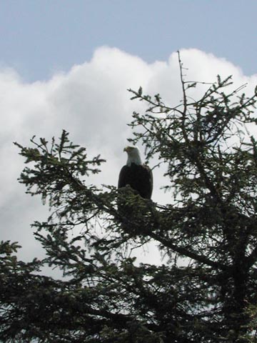 Bald Eagle (62997 bytes)