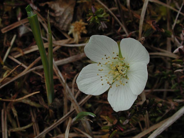 Cloudberry Blossom --Rubus chamaemorus (63782 bytes)