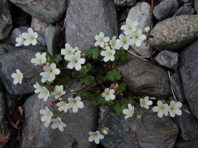 White Flowers (78772 bytes)